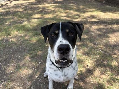 Photo of Ross, adoptable dog in Georgetown, Texas