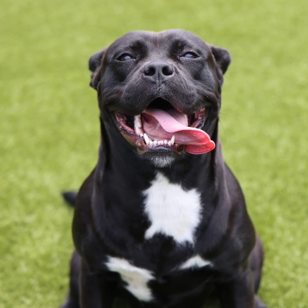 Photo of Cosette, adoptable Mixed Breed (Medium) in Spartanburg, South Carolina