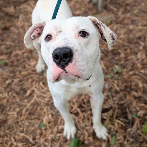 Photo of Polo, adoptable Pit Bull Terrier in Oakland, California