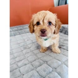Photo of Maeve, adoptable Shih Tzu Bichon Frise in Palatine, Illinois