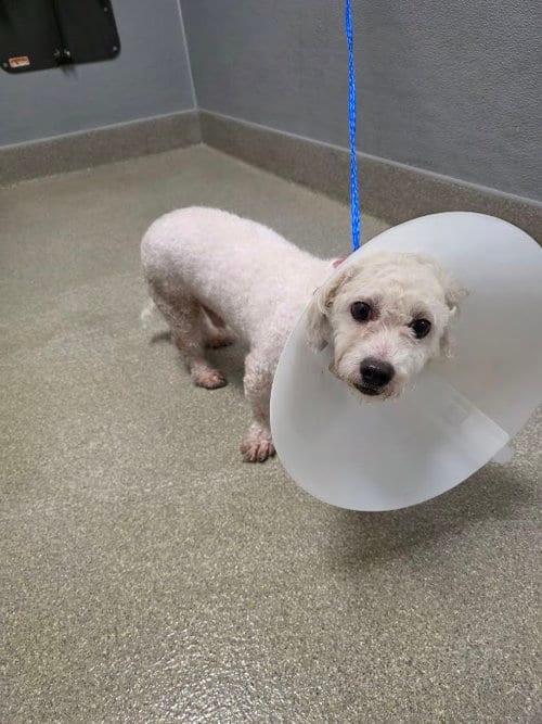 Photo of Jonathan, adoptable Poodle (Miniature) in Las Vegas, Nevada