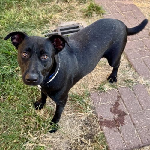 Photo of Teddy, adoptable Labrador Retriever in Houston, Texas