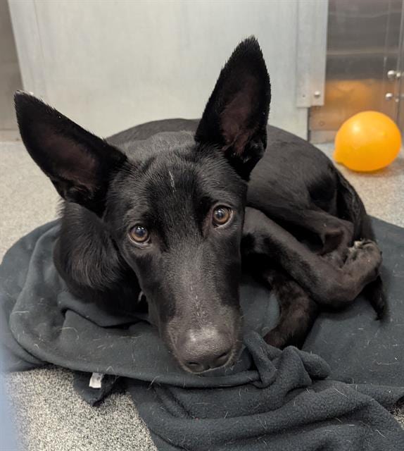 Photo of Vista, adoptable Mixed Breed