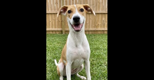 Photo of Ava, adoptable Labrador Retriever in Grovertown, Indiana