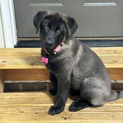 Photo of Maddie, adoptable Shepherd, German in Raleigh area, North Carolina