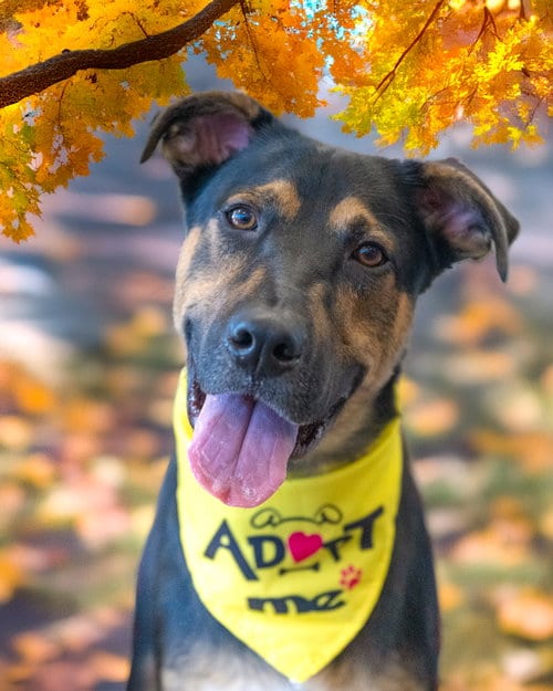 Photo of Blippi, adoptable Unknown breed (medium coat) in Holbrook, New York