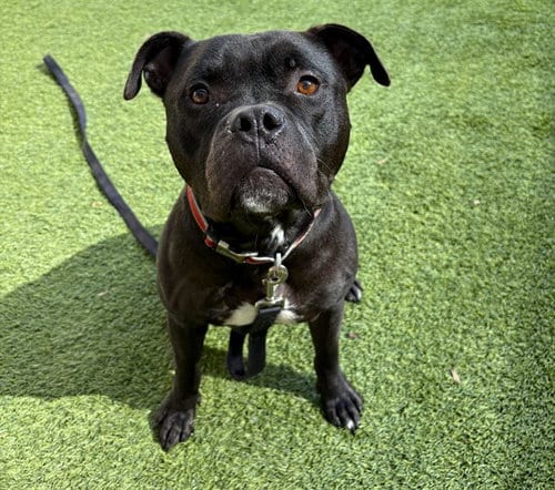 Photo of Adam, adoptable Staffordshire Bull Terrier in Raleigh, North Carolina