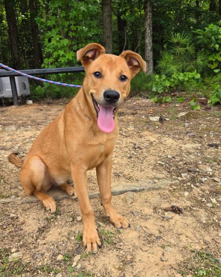 Photo of Beatrice, adoptable Mixed Breed in Douglasville, Georgia