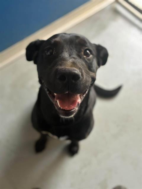 Photo of Mila, adoptable Labrador Retriever in Visalia, California