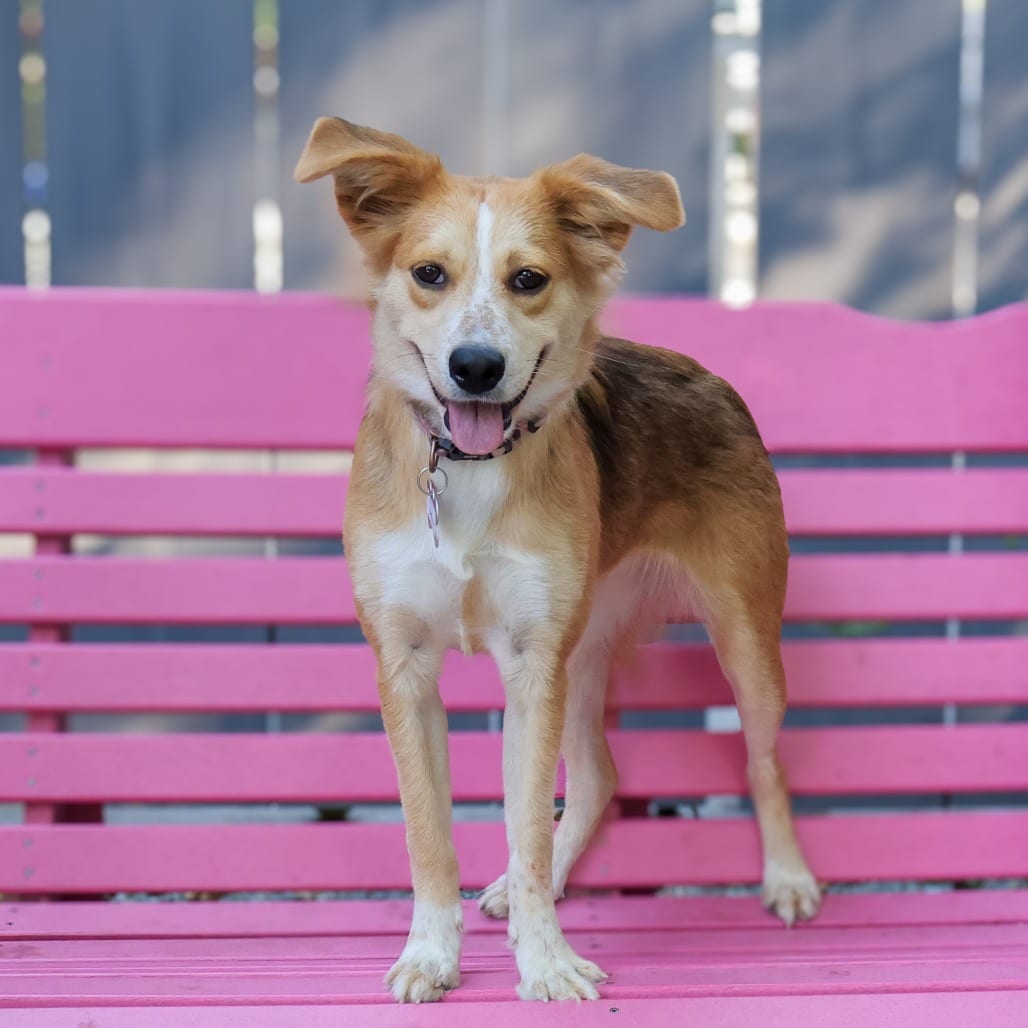Photo of Shelia, adoptable Shepherd, Australian in Wake Forest, North Carolina