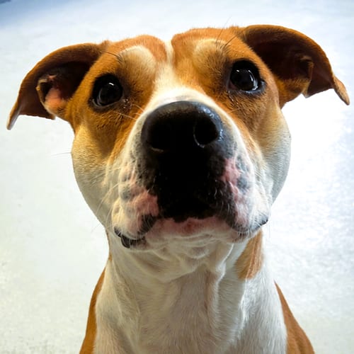 Photo of Lady Lou, adoptable Pit Bull Terrier in Framingham, Massachusetts