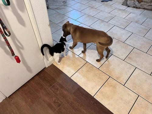 Photo of Bosco, adoptable American Staffordshire Terrier in San Diego, California