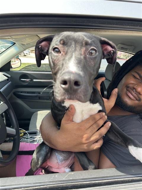 Photo of Stax, adoptable American Staffordshire Terrier in San Antonio, Texas