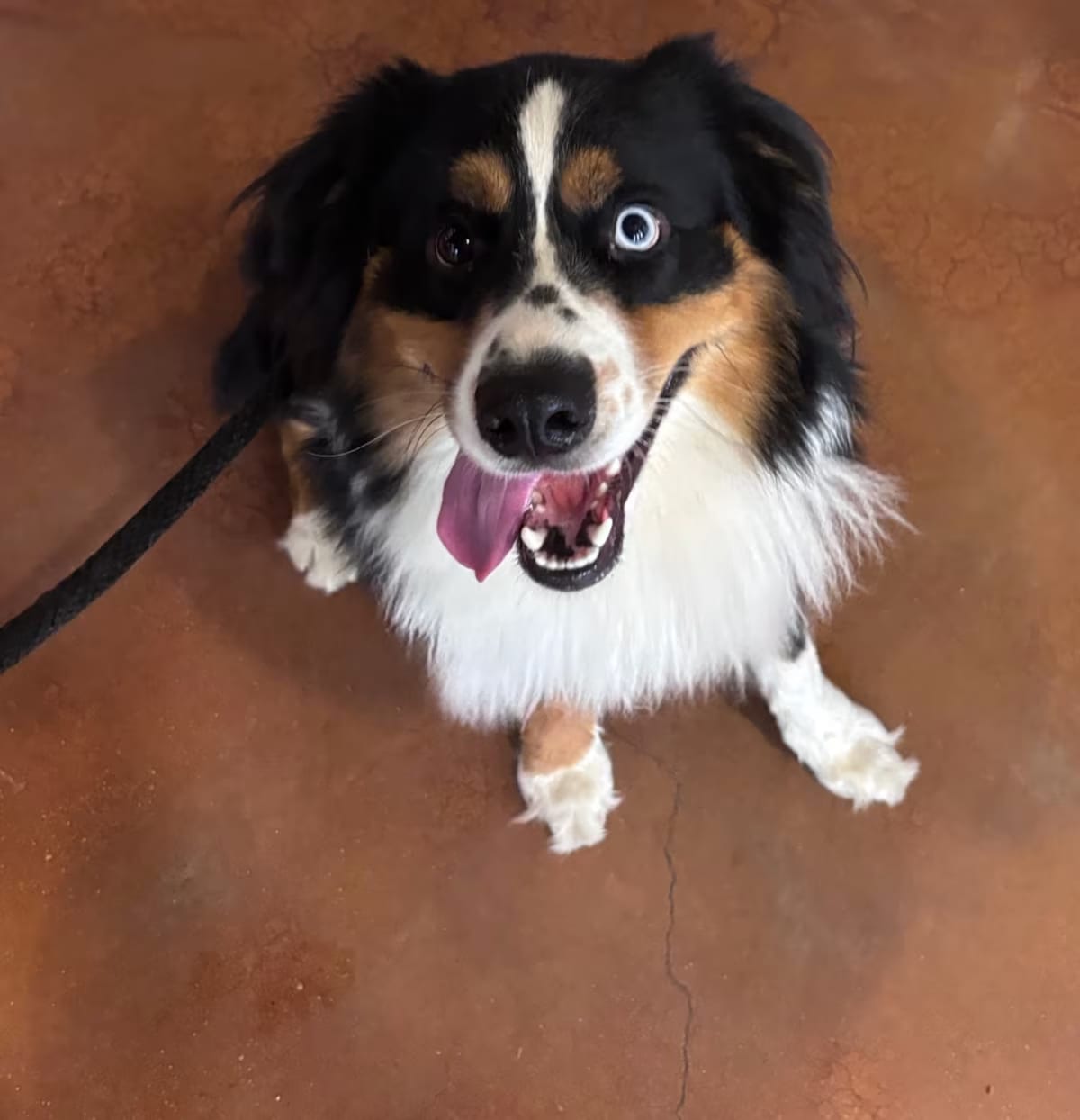 Photo of Mookie Betts, adoptable Australian Shepherd in Santa Maria, California
