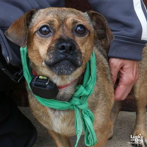 Photo of Elmo, adoptable Chihuahua in Washington, District of Columbia
