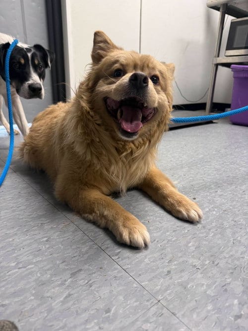 Photo of Aslan, adoptable Chow Chow in Las Vegas, New Mexico