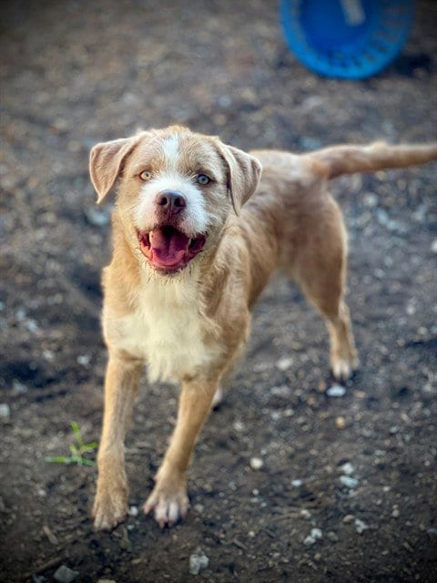 Photo of Max, adoptable Border Collie in San Andreas, California
