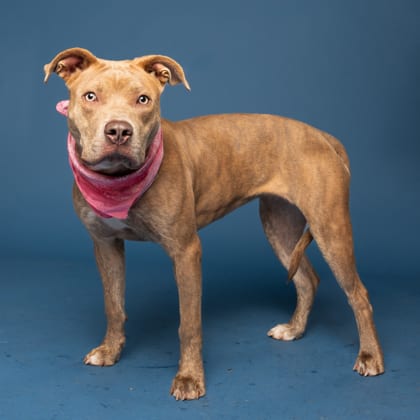 Photo of Destin, adoptable dog in Atlanta, Georgia
