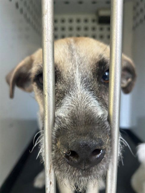 Photo of A171429, adoptable Terrier in Bakersfield, California