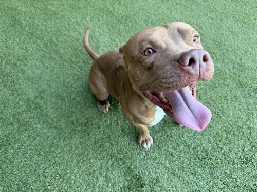 Photo of Bilbo, adoptable American Staffordshire Terrier in Garland, Texas
