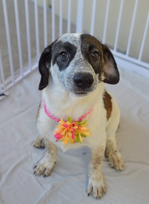 Photo of Flubnub, adoptable Unknown breed in McKinney, Texas