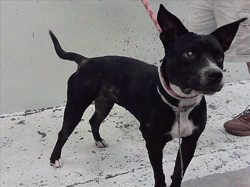 Photo of Apple, adoptable Staffordshire Bull Terrier in Houston, Texas