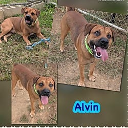 Photo of Alvin, adoptable Hound (Unknown Type) Mixed Breed (Medium) in Blountville, Tennessee