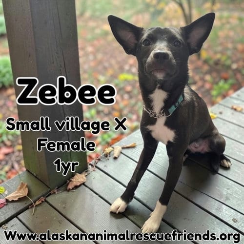 Photo of Zeebee, adoptable Spaniel in Anchorage, Alaska