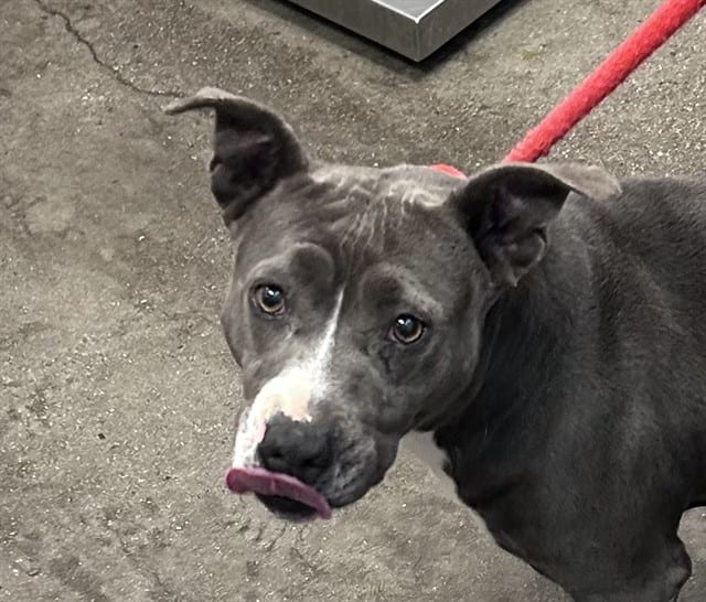 Photo of Arya, adoptable dog