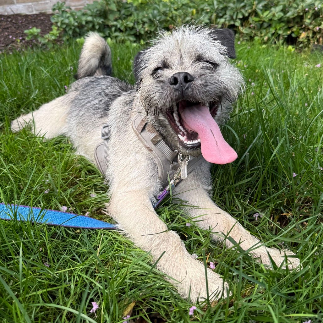Photo of Peanut Butter, adoptable Terrier, Border / Pug in Fairfax Station, Virginia