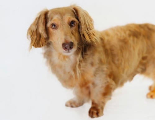 Photo of Royce, adoptable Dachshund in York, South Carolina