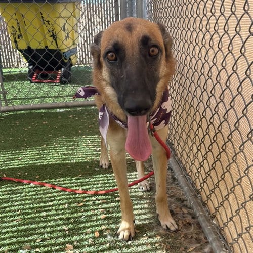 Photo of Eclipse, adoptable German Shepherd Dog in Phoenix, Arizona