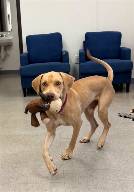 Photo of Tulio, adoptable dog in Palmetto, Florida