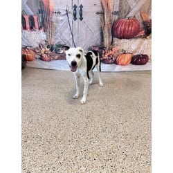 Photo of Annabell, adoptable Terrier (Unknown Type, Medium) in Doral, Florida