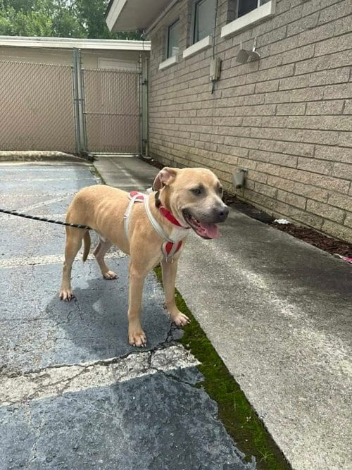 Photo of Blue, adoptable American Pit Bull Terrier in Holly Springs, North Carolina