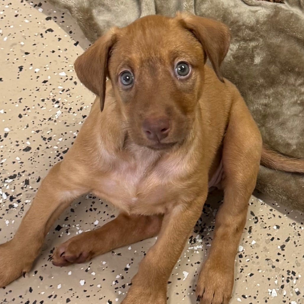 Photo of London, adoptable Pinscher, Doberman / Mixed Breed (Medium) in Oceanside, California