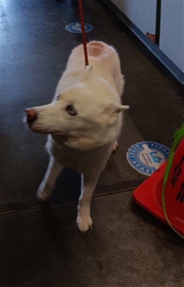 Photo of Gabriella, adoptable Siberian Husky in Los Angeles, California