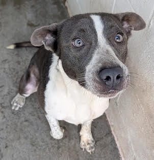 Photo of Keni, adoptable Australian Cattle Dog/Blue Heeler in Crystal, Minnesota