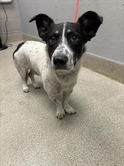 Photo of Stubs, adoptable Pembroke Welsh Corgi in Las Vegas, Nevada