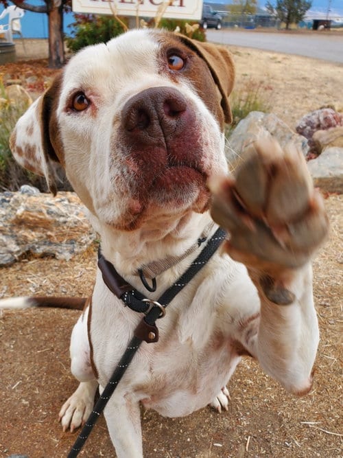 Photo of Peterbuilt, adoptable American Bulldog in Yreka, California