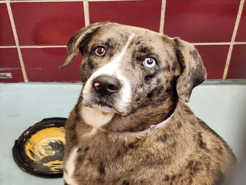 Photo of Blazee, adoptable Catahoula Leopard Dog in Houston, Texas