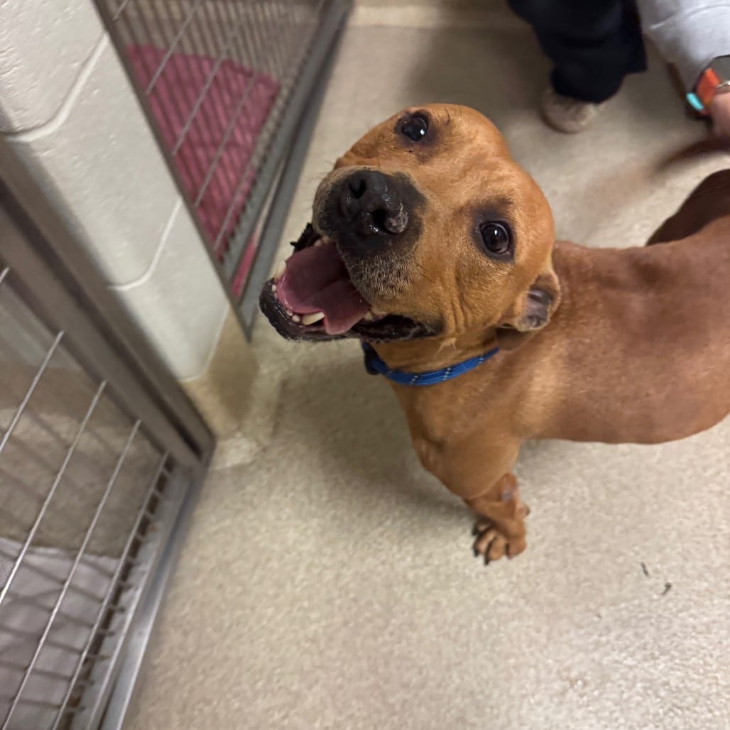 Photo of Louie, adoptable Terrier, Pit Bull / Mix in Bristol, Indiana