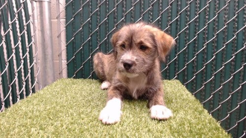 Photo of Lumi, adoptable Terrier in Downey, California