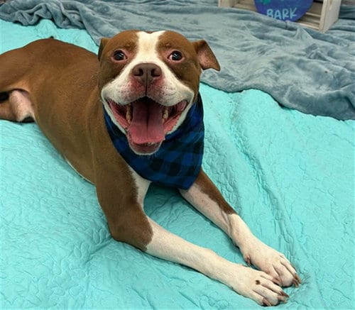 Photo of Flapjack, adoptable Pit Bull Terrier in Detroit, Michigan