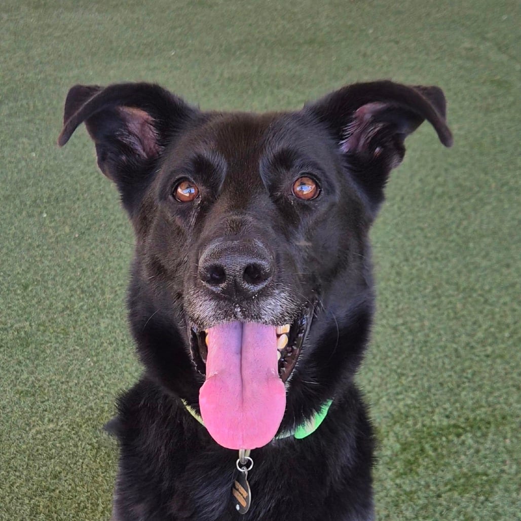 Photo of Jeffrey, adoptable Shepherd, German / Mixed Breed (Large) in Riverside, California