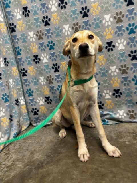 Photo of Sarah, adoptable German Shepherd Dog in Rosenberg, Texas