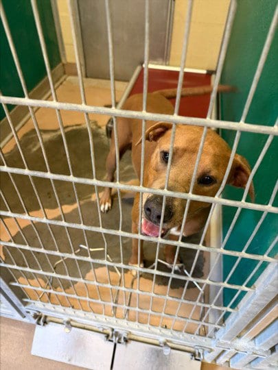 Photo of Bruno, adoptable Pit Bull Terrier in Texas City, Texas