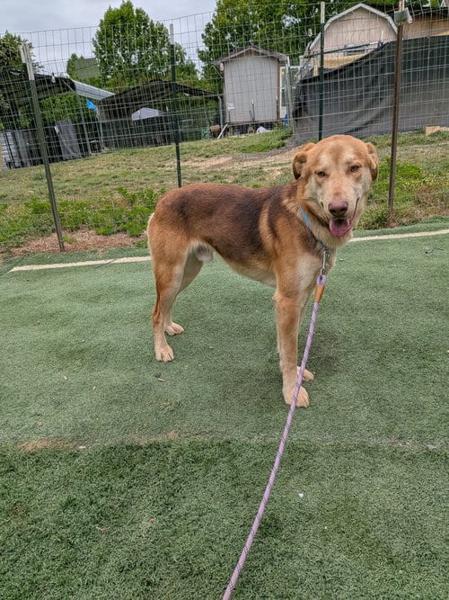 Photo of Tanner, adoptable Labrador Retriever in garner, North Carolina