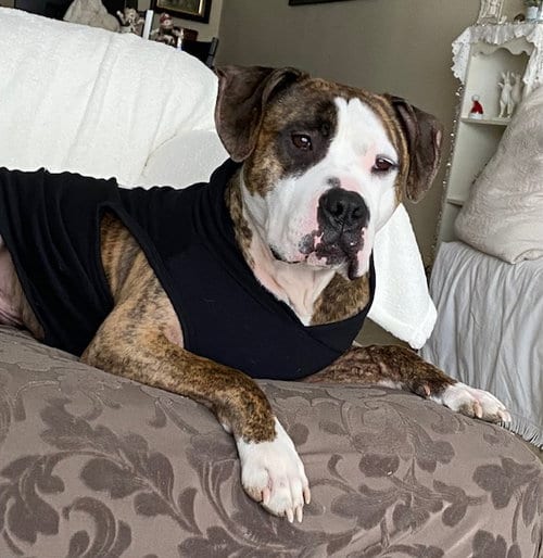 Photo of Rocky (the Brindle), adoptable Pit Bull Terrier in Lockport, New York