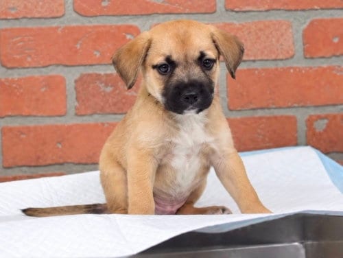 Photo of Iris, adoptable Black Mouth Cur in Sedalia, Colorado